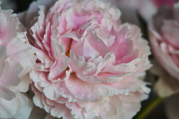 delicate pink peony. bud close up. beautiful flower background