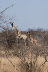 Giraffenfamilie im Kruger Nationalpark in Afrika.