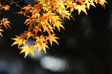 奈良公園の綺麗な紅葉