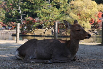 奈良公園で寛ぐ鹿