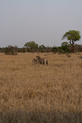 Zebrafamilie in Afrika.