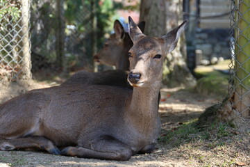 奈良公園で寛ぐ鹿