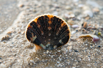 A live sea shell on the seaside