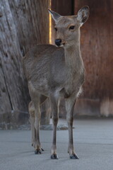 奈良公園の鹿