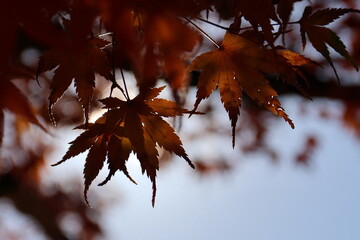 奈良公園の綺麗な紅葉