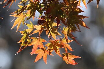 奈良公園の綺麗な紅葉