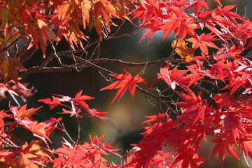 奈良公園の綺麗な紅葉