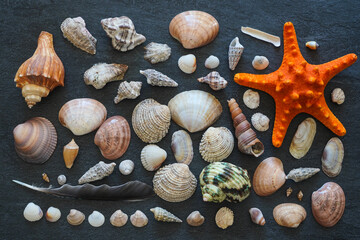  Close-up of orange starfish and seashells on dark stone background.