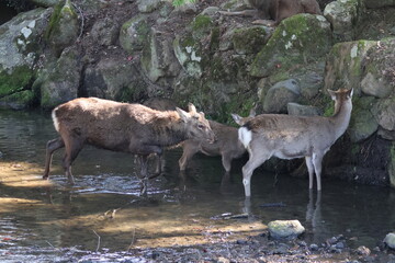 奈良公園の鹿
