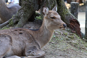奈良公園でひなたぼっこをしている鹿