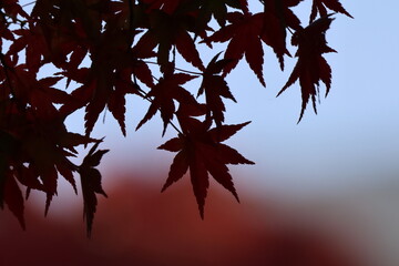 奈良公園の綺麗な紅葉