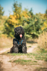 Beautiful Bouvier des Flandres funny sitting outdoor in countryside road in autumn day. Funny Bouvier des Flandres herding dog breed sitting in countryside road.