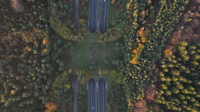 Ecoduct, ecopassage, nature bridge or game changeover. Infrastructure structure for animals and other wildlife to cross traffic, passage over a highway. Nature and man made objects merge.