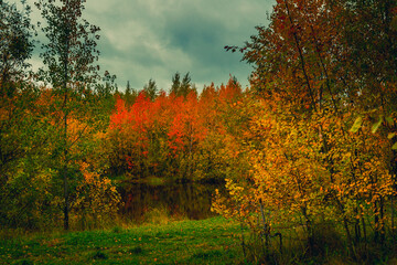Autumn landscape near a forest lake covered with grass - 549201251