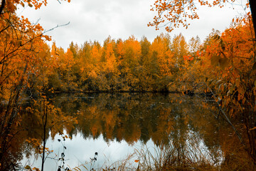 Autumn landscape near a forest lake covered with grass - 549201457
