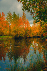 Autumn landscape near a forest lake covered with grass - 549201607