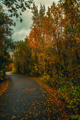 Asphalt road for running along the autumn forest - 549202007