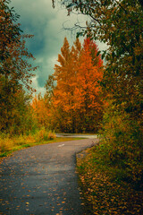 Asphalt road for running along the autumn forest - 549202015
