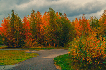 Asphalt road for running along the autumn forest - 549202023