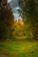 Path in the deciduous forest in autumn - 549202046