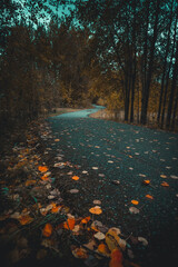 Asphalt road for running along the autumn forest - 549202063