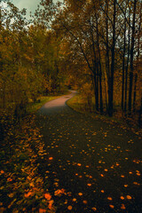 Asphalt road for running along the autumn forest - 549202071