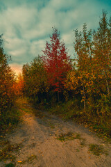 Dirt road at dawn in the forest - 549202402