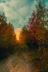 Dirt road at dawn in the forest - 549202422