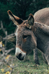 Fototapeta premium donkey in a meadow