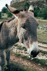 Fototapeta premium portrait of a donkey