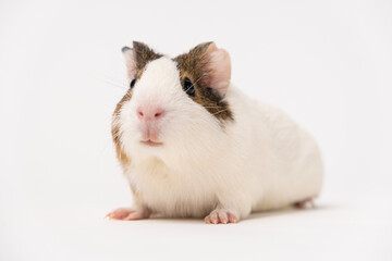 A small guinea pig aged 2 months sits on a white background