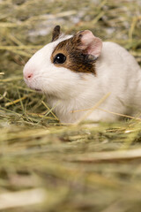 A cute little guinea pig sits in a pile of hay made of meadow grasses.