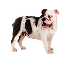 english bulldog in studio