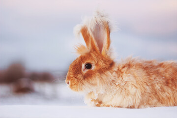 A red fluffy rabbit in the snow in nature. The symbol of the new year.