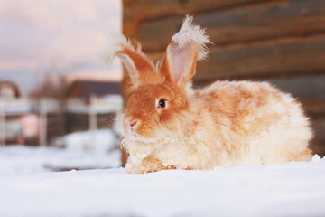 A red fluffy rabbit in the snow in nature. The symbol of the new year.