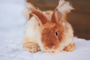 A red fluffy rabbit in the snow in nature. The symbol of the new year.