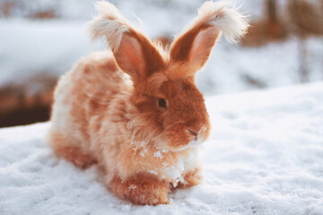 A red fluffy rabbit in the snow in nature. The symbol of the new year.