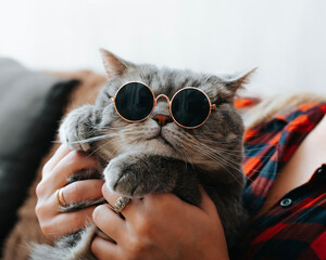 Funny fat gray British cat in round sunglasses. Portrait of brutal pet in arms of hostess indoors