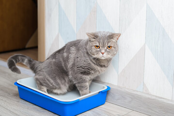 Beautiful purebred British cat sitting in toilet tray indoors. Gray pet in plastic litter box and...