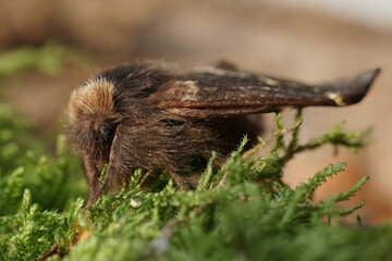 Closeup on the hairy December moth Poecilocampa populi
