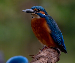 Male Kingfisher
