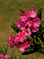 beautiful pink flowers in the garden