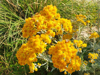 A sprig of yellow helichrysum flowers blooms in a clearing.