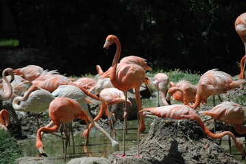 Beautiful view of many flamingos in the zoo