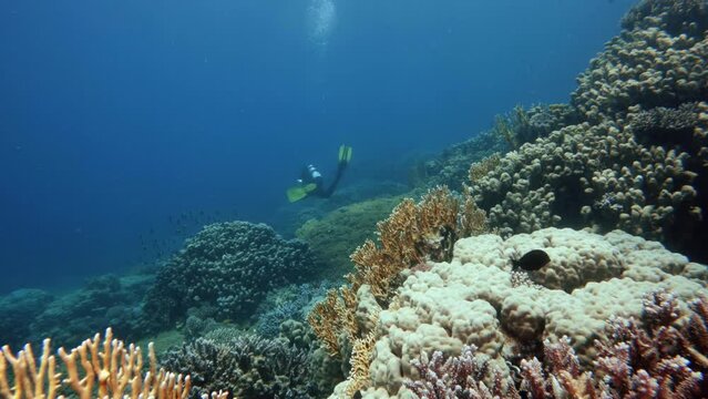 Scuba diver exploring underwater life, back view tracking shot. Diving, undersea coral reef, marine wildlife, small tropical fish school swimming