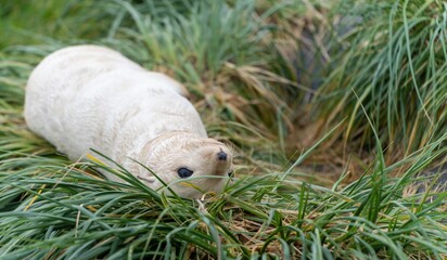 Obraz premium seltenes, helles, blass-blondes, antarktisches Pelzrobben Baby (Arctocephalus gazella) auf Südgeorgien, wo über 95 % der weltweiten antarktischen Robbenpopulatiion leben
