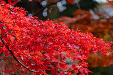 東京都／杉並／紅葉