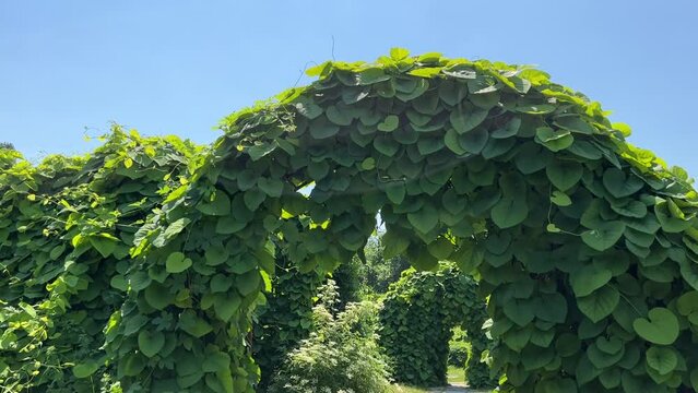 Green leaves creeper plant Aristolochia macrophylla or Dutchman’s pipe and Ribes alpinum or mountain currant in the ornamental garden. Dutchman's Pipe is a deciduous, woody, climbing vine in the Birth