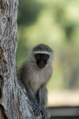 Affenbaby auf einem Baum in Afrika.