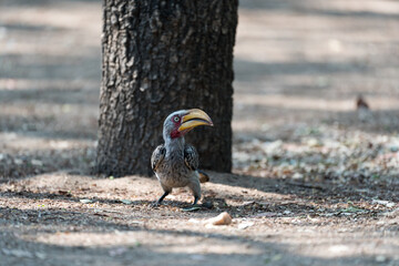 Vogel mit großem Schnabel auf dem Boden in Afrika. © hannesheigl